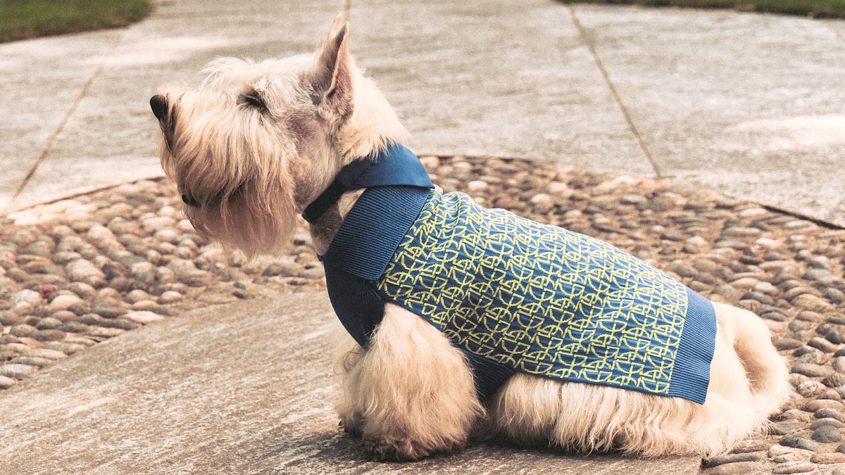 Small white dog wearing a blue and lime Giorgio Armani monogram jumper outdoors