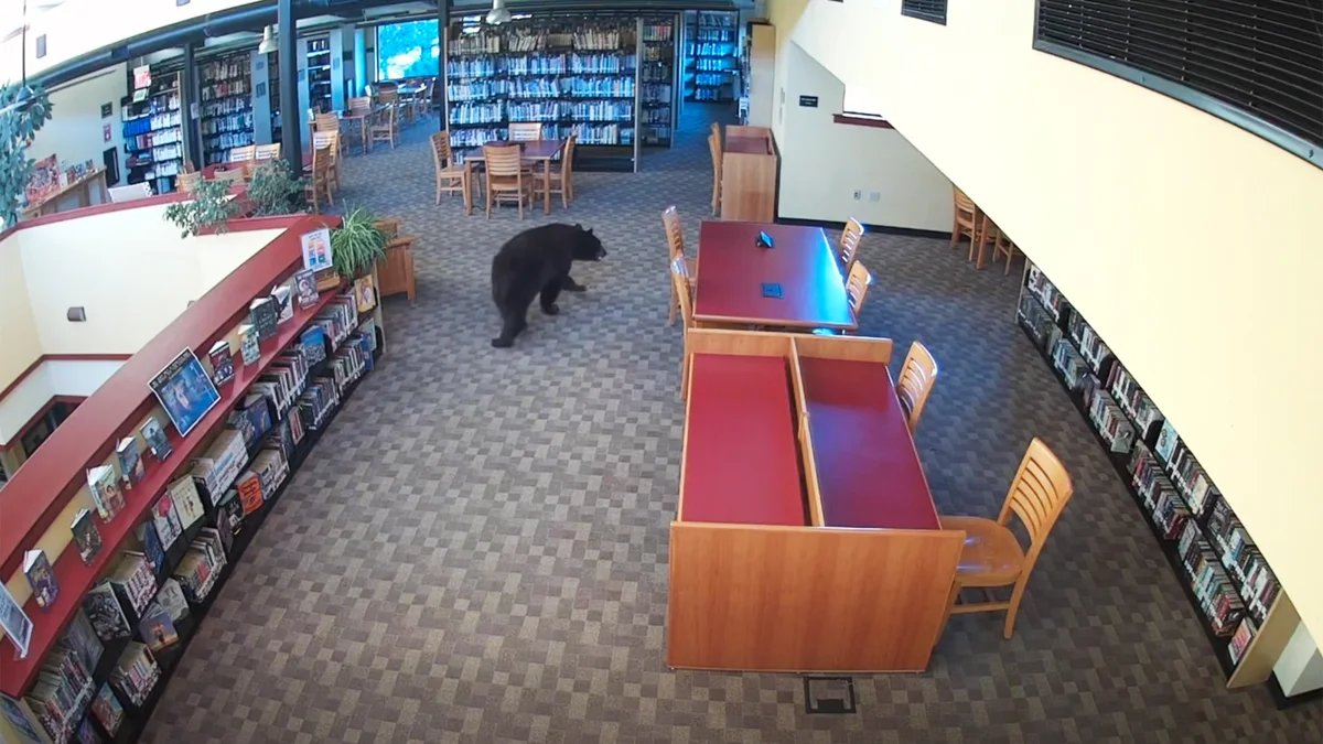 A black bear walks between shelves and wooden reading tables inside Mammoth Lakes Library.
