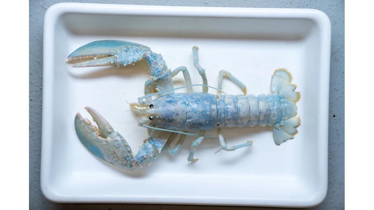 Casper, a pale lobster with blue speckling, lies in a light-colored tray with claws, legs, and antennae visible in UNE’s official photograph.