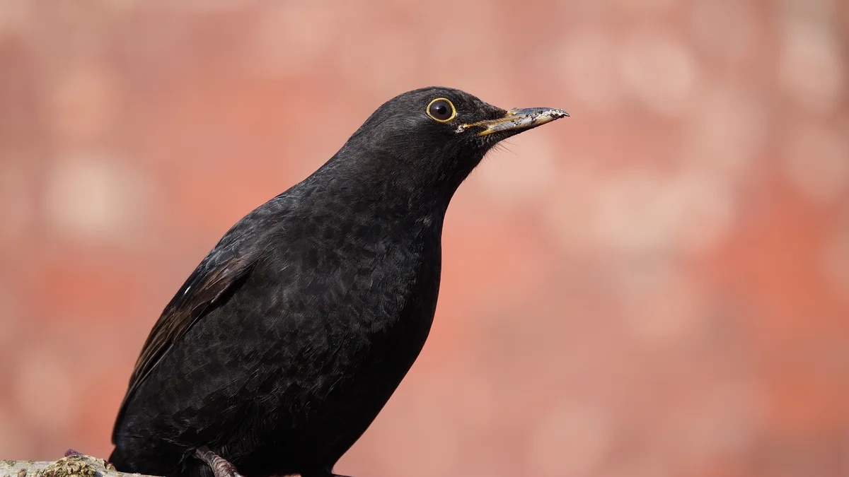 A blackbird in sunlight on a branch, showing dark feather texture against a warm bright background.